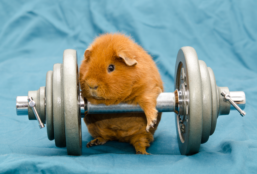 «Шукаю друга!»: олімпійці прилаштовуватимуть безпритульних тварин