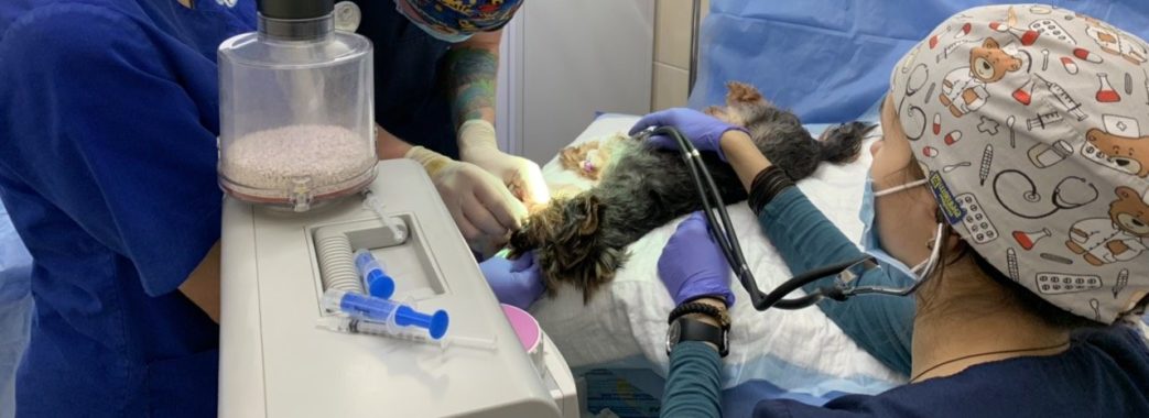 У Львові відкрили першу стоматологію для тварин