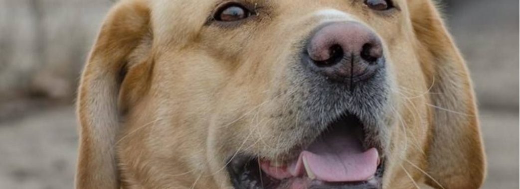 У Львові нагородили собак, які виконували бойові завдання на Донбасі