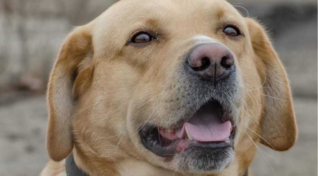 У Львові нагородили собак, які виконували бойові завдання на Донбасі