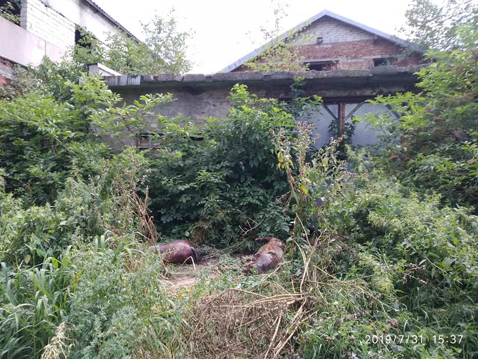 Мертвих свиней викинули під вікна житлових будинків