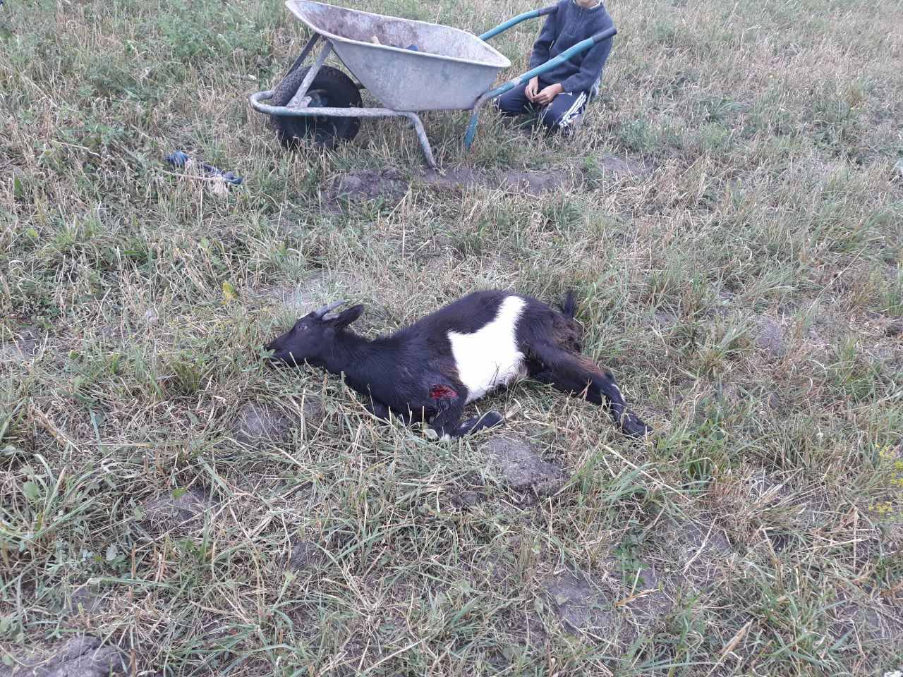 У Сокальському районі собаки розтерзали кіз багатодітної мами