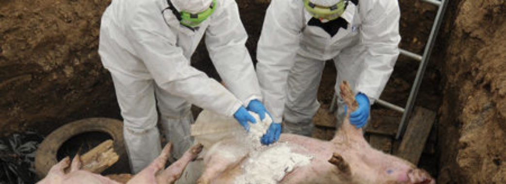 На Стрийщині оголосили карантин через спалах африканської чуми у свиней