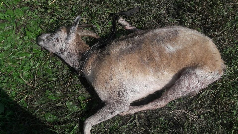 «Запробували кров, тепер і на дітей кидатися можуть»: на Сокальщині люди бояться бродячих псів (ФОТО: 18+)