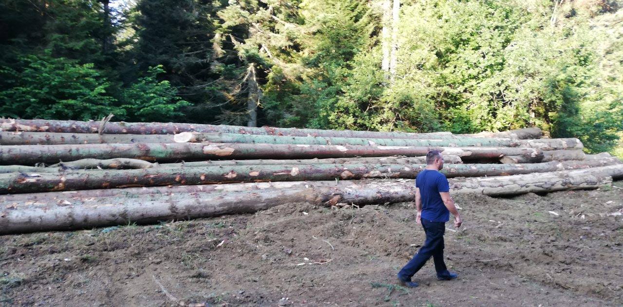 На Старосамбірщині знову без дозволів ріжуть ліс