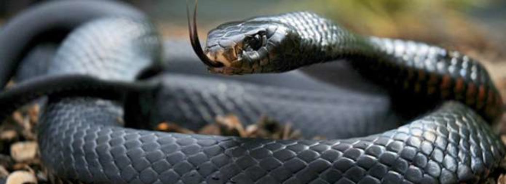 На Сколівщині змія вкусила 14-річну яворівчанку