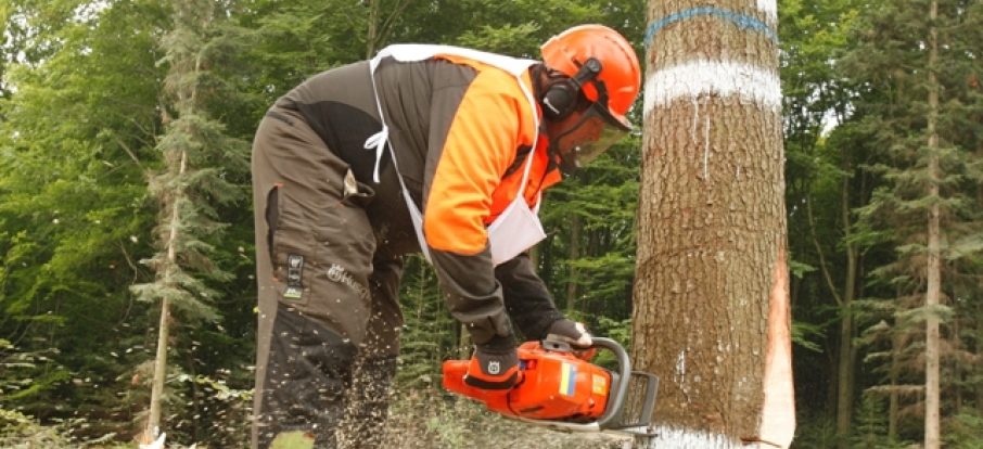 «Дерева ріжуться, а грошей нема»: працівники лісгоспів півроку не отримують зарплати
