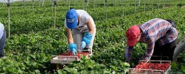 Українських заробітчан, які хочуть залишитись у Польщі, побільшало