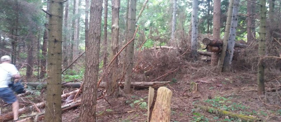 Активісти на Старосамбірщині впіймали ще один лісовоз з незаконно зрубаною деревиною