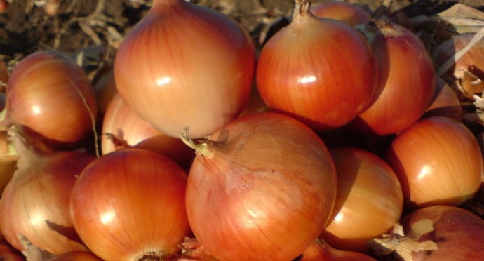 В Україні почали зростати ціни на цибулю