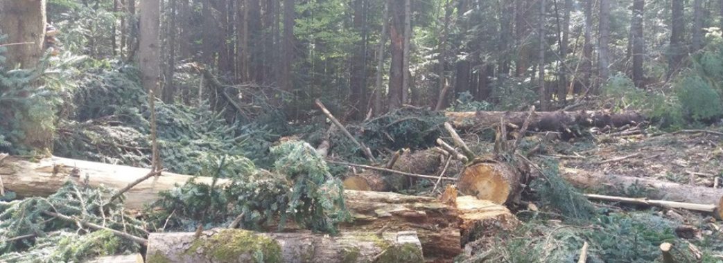 “Підприємство обласної ради краде наш ліс”: 65 дерев – за 721 гривню (ВІДЕО)