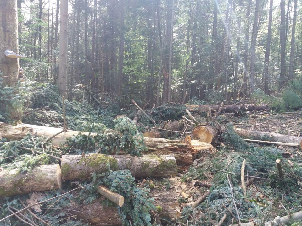 “Підприємство обласної ради краде наш ліс”: 65 дерев – за 721 гривню (ВІДЕО)