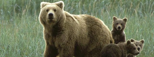 Житель Старого Самбора зустрів у лісі ведмедя