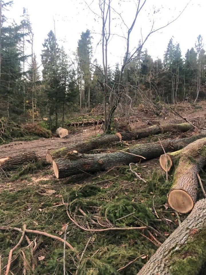Нардепи заборонили суцільну рубку лісів у Карпатах