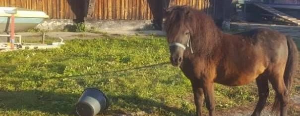 «Хочуть здати на м’ясо»: львівський зоозахисник просить врятувати поні