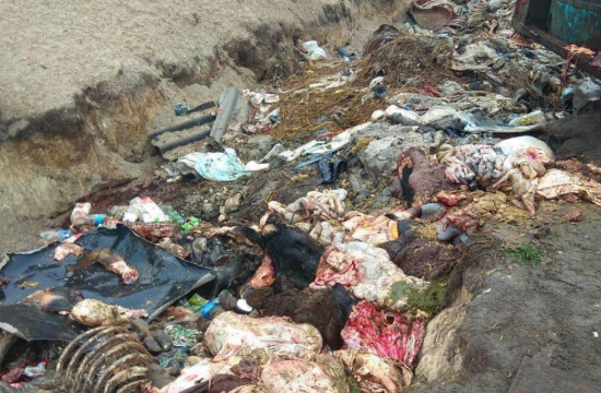 На Жовківщині виявили незаконний скотомогильник