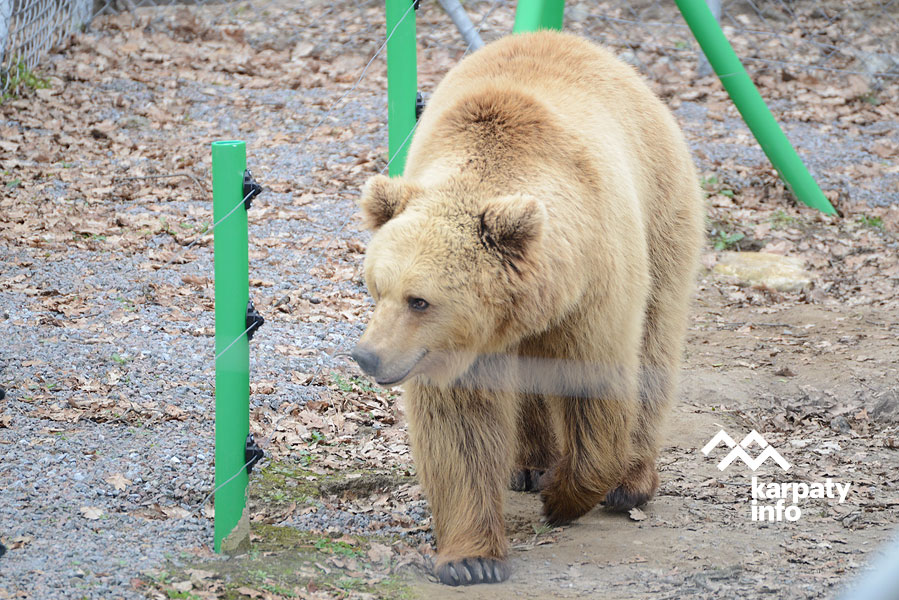 Через теплу осінь ведмеді не можуть заснути