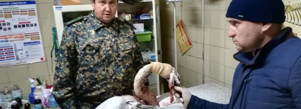 «Він був весь у крові»: в Яворівському районі браконьєри стріляли по лебедях