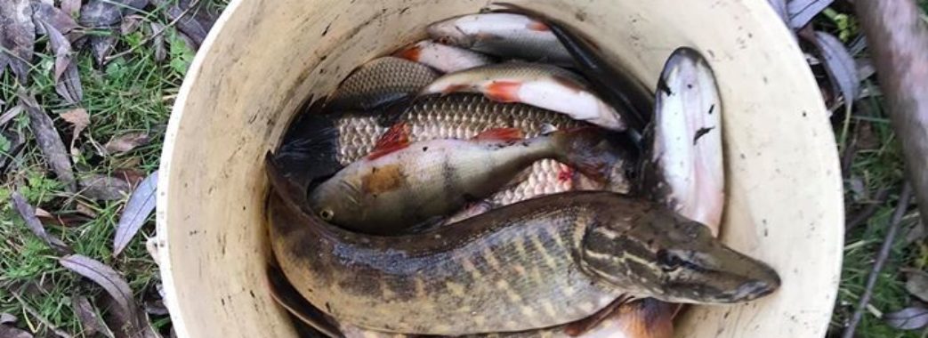 «Щука дохне, а люди її планують їсти»: у річці Щирка масово гине риба