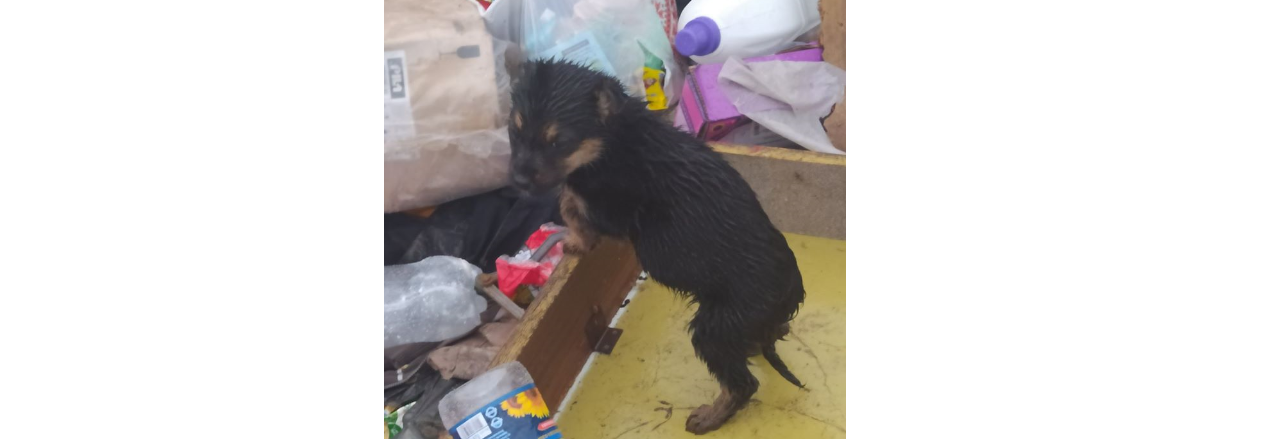 “Перелякані, животики здуті”: У Жовкві на смітник викинули троє цуценят