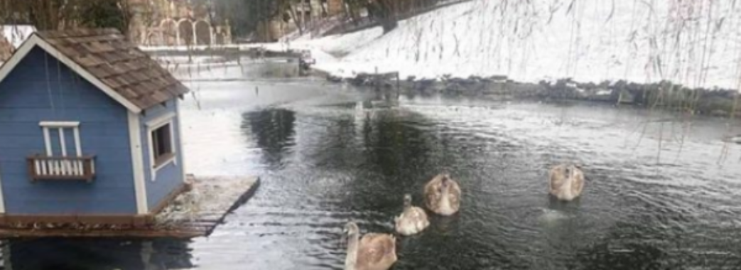 У львівському парку зимуватимуть 13 лебедів