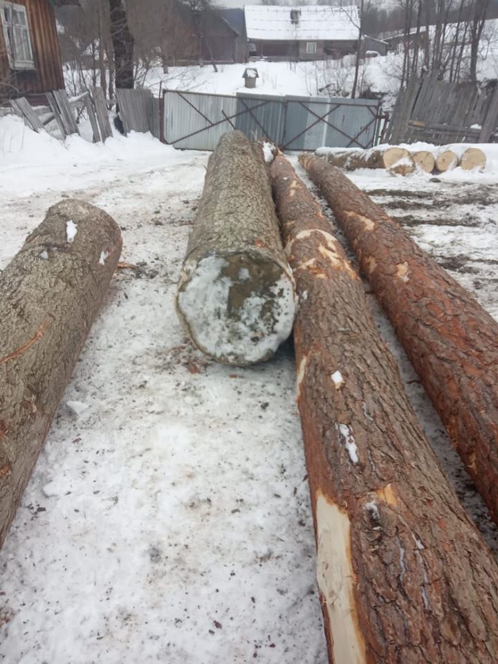 За незаконну порубку дерев на Старосамбірщині взялася поліція