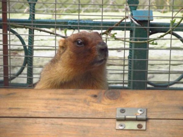 «Куди ділася зима?»: львівські бабаки прокинулися на місяць швидше