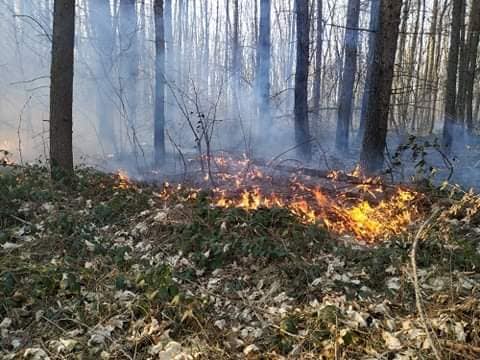 «Люди бачили, як утікала лисиця»: на Городоччині рятувальники на двох машинах гасили ліс (ВІДЕО)