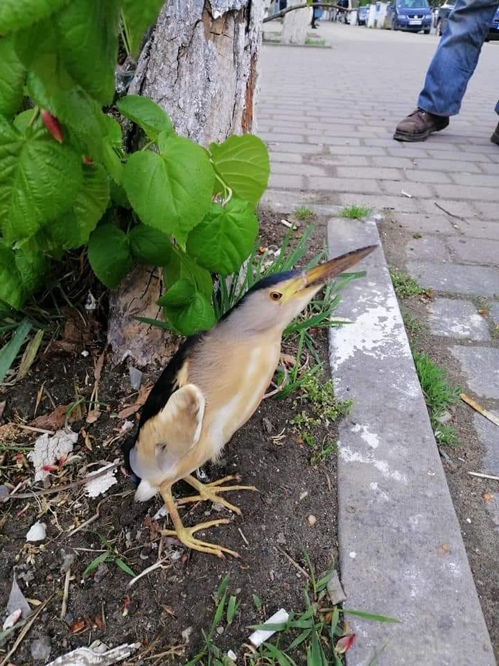 Диво-птах: у містечку на Старосамбірщині помітили нетипового для краю пернатого
