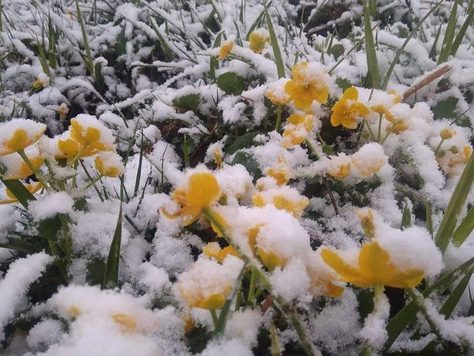 На Бойківщині випав сніг (Відео)