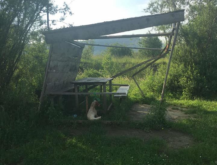 На Старосамбірщині чоловік вбив собаку, а згодом вихвалявся скоєним