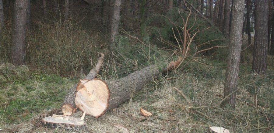 На Турківщині чоловіку загрожує до трьох років ув’язнення за зрубані ялиці