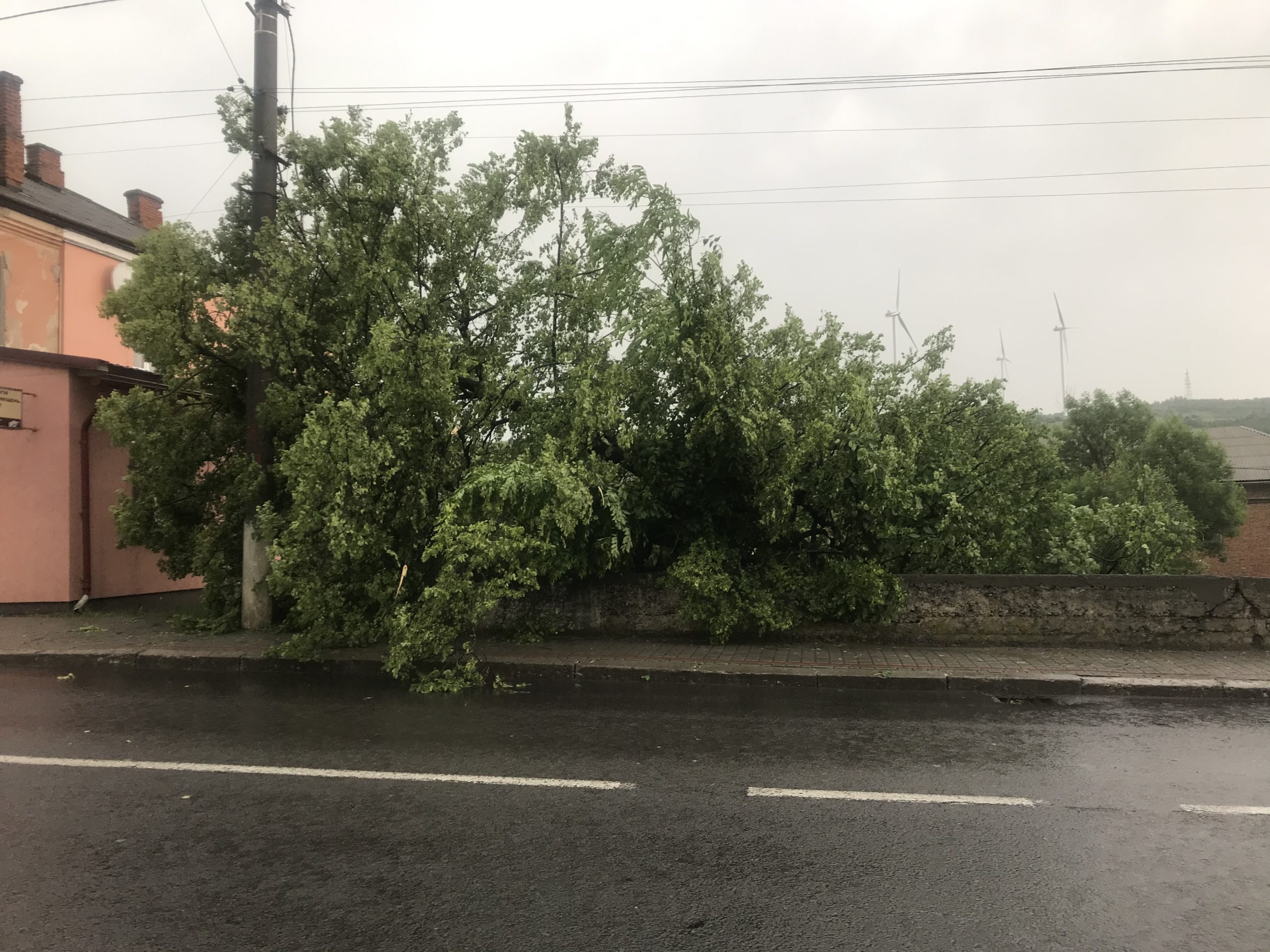 У Старому Самборі через негоду впало дерево