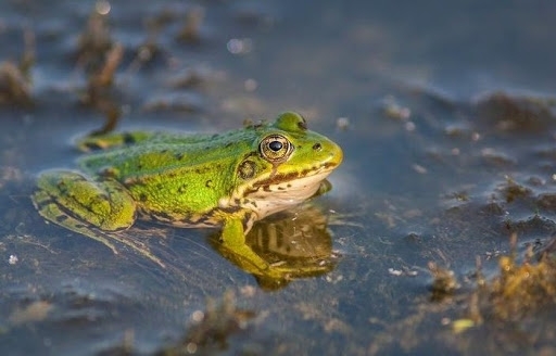 У Буському районі запрацювала жаб’яча ферма