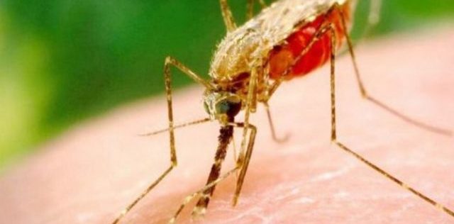 “Шість років був в Африці”: у Львові лікують пацієнта з малярією