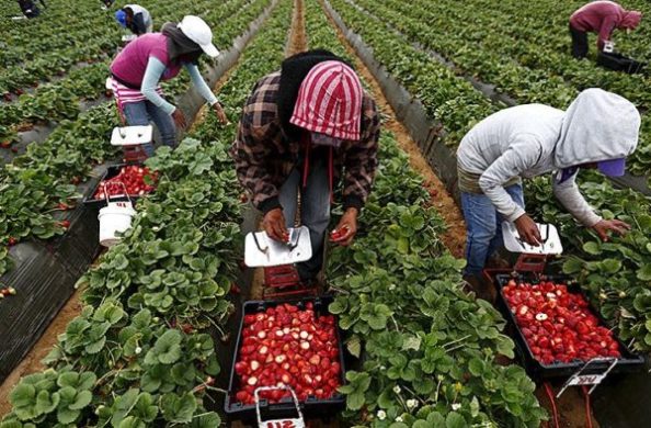 Назвали країни, де збільшився попит на українських заробітчан