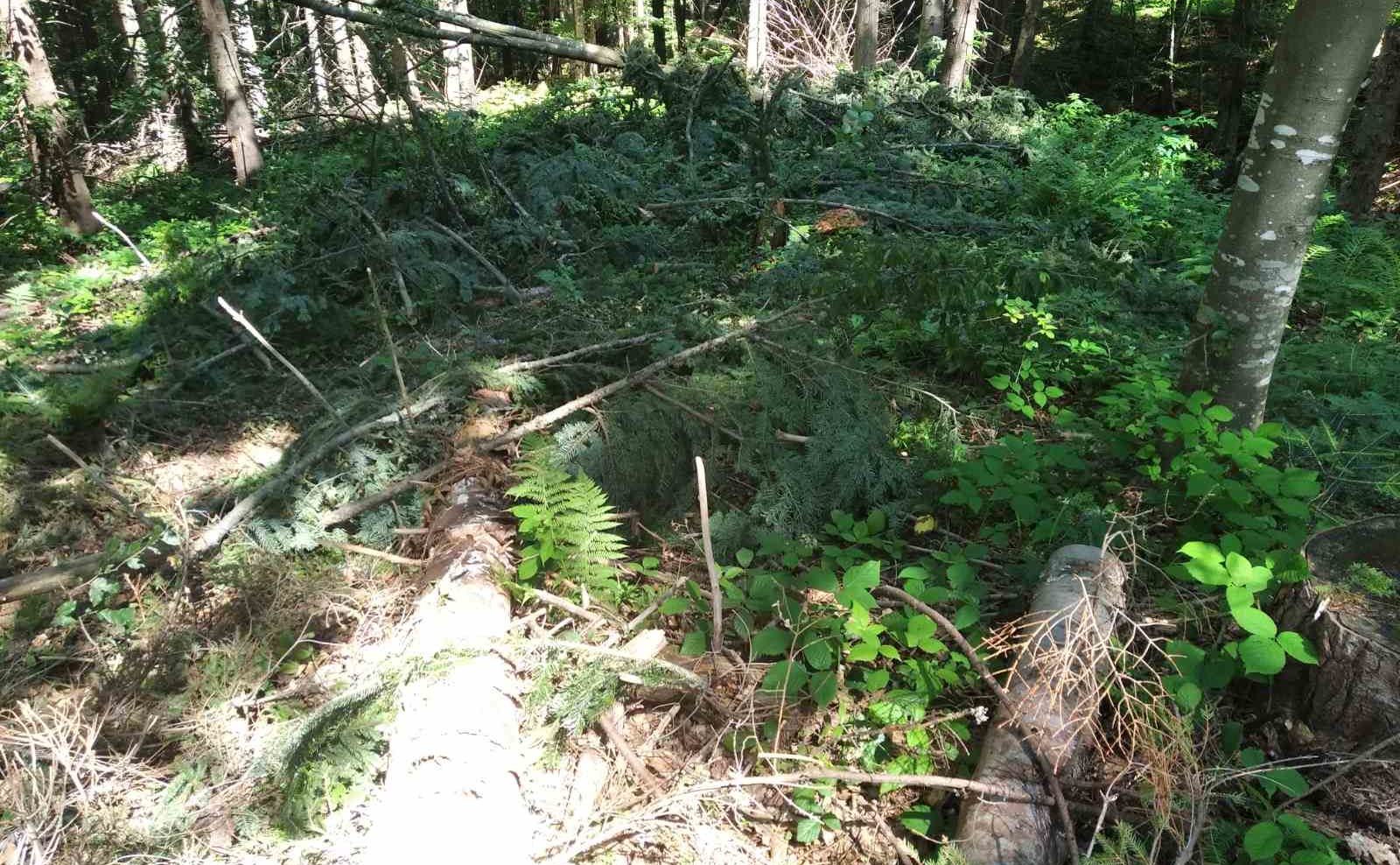 “Заливають пеньки мазутом”: На Турківщині масово вирубують ліс