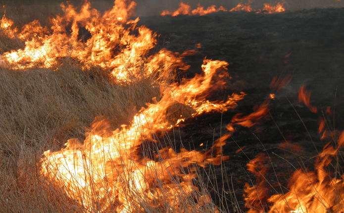 “Сусідів закликаємо дзвонити у поліцію”: за добу на Львівщині погасили три пожежі сухостою