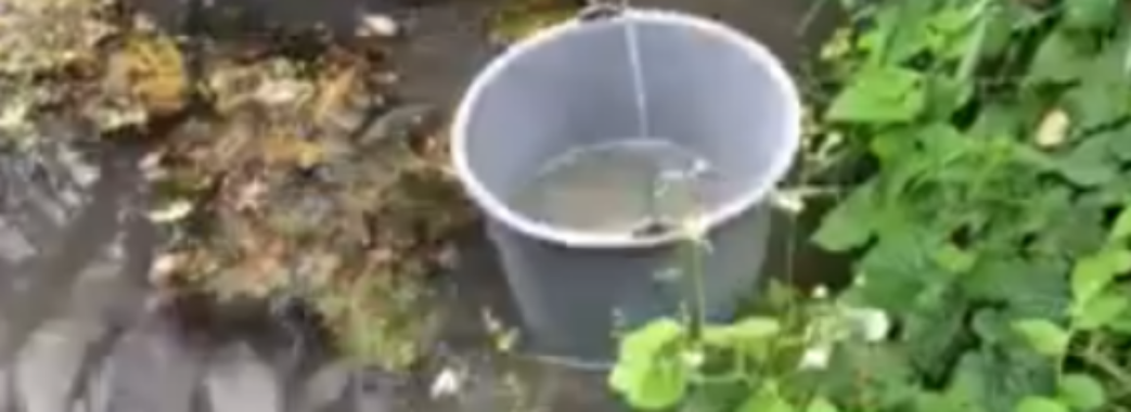 Нестерпний сморід: свиноферма на Жовківщині злила у річку свої відходи (Відео)