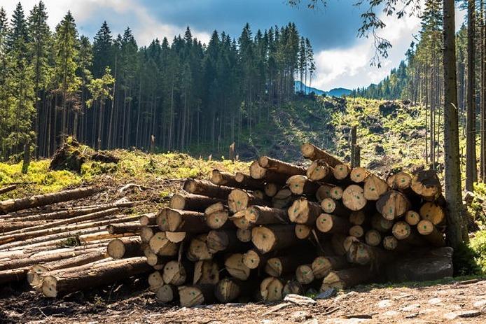 На Старосамбірщині викрили масштабну схему незаконної рубки лісу