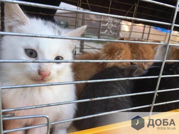«Це був жах»: трускавчанин гараж та квартиру вщент заповнив клітками з котами