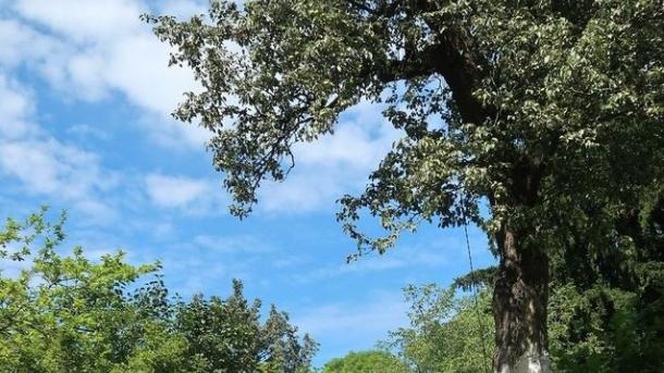 У Львові намагаються врятувати 118-річну грушу, яку висадив Іван Франко