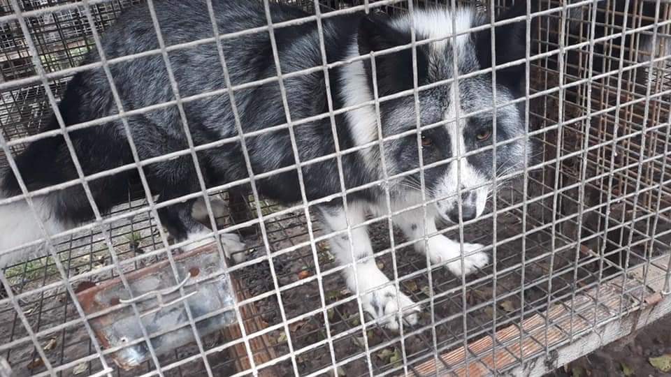 «В суботу їх уб’ють!!!»: львів’ян просять допомогти викупити чорнобурок із хутрової фабрики