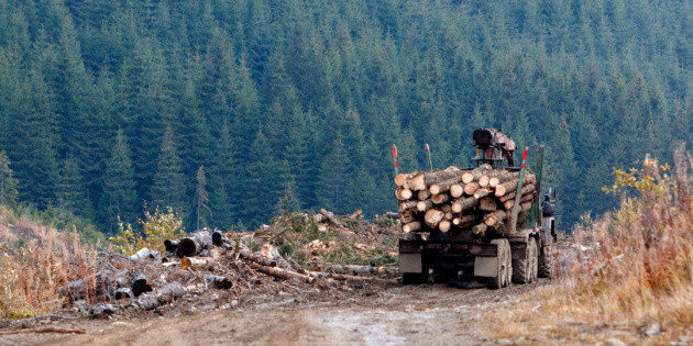 Революційне рішення: Стрілківська громада знайшла шлях протидії незаконним вирубкам