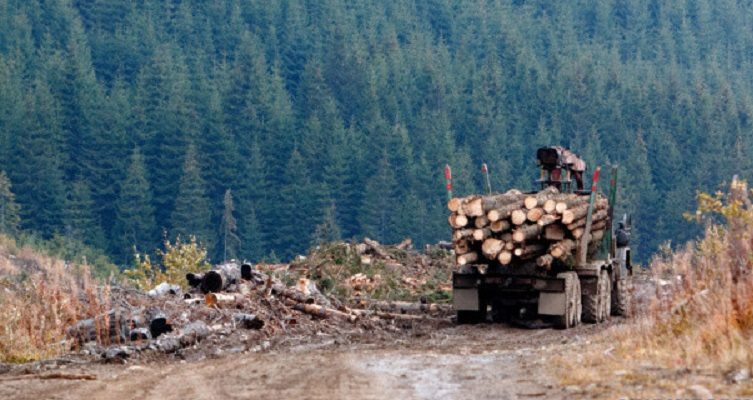 На Старосамбірщині за 6 днів вирубали дерева на мільйон гривень