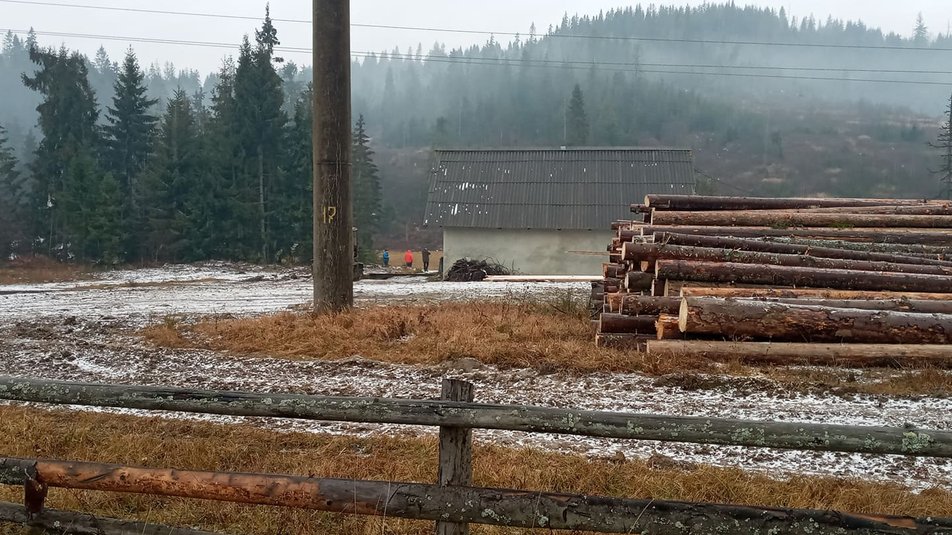 «Вдень рубають, вночі вивозять»: на Сколівщині продовжують масово знищувати ліси (ВІДЕО)