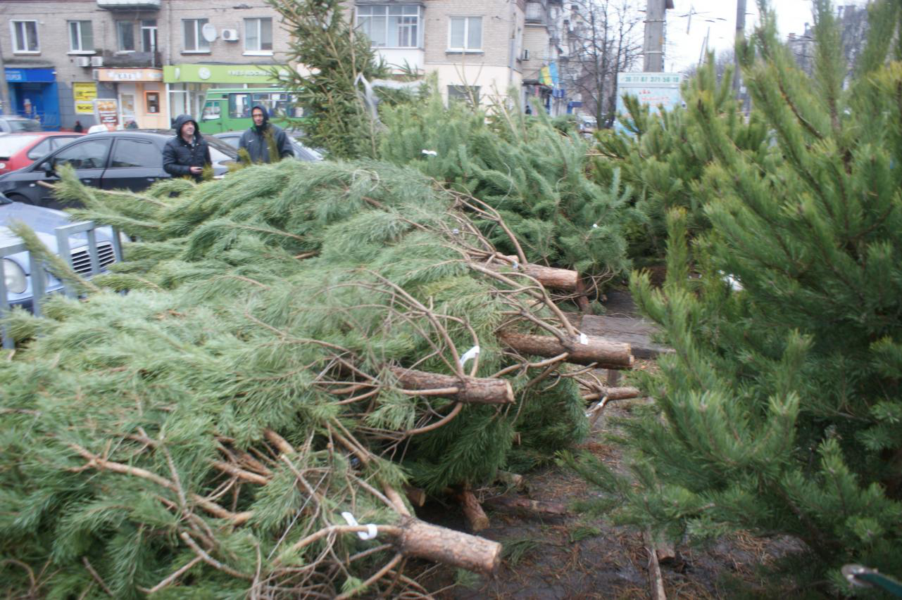 Через 54 ялинки мешканець Турківщини може сісти до в‘язниці