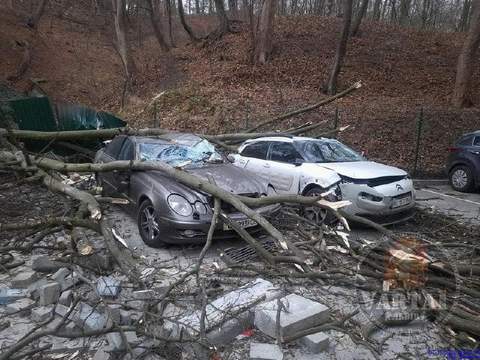 Повалені дерева та розбиті автомобілі: у Львові ліквідовують наслідки штормових вітрів