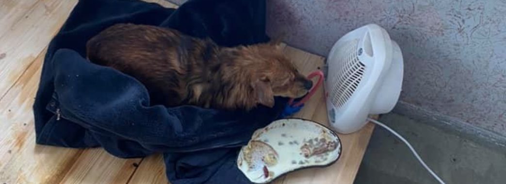 «Увесь тремтів від холоду»: 22-річний мешканець Дрогобиччини з річки витягнув собаку, якого намагалися втопити