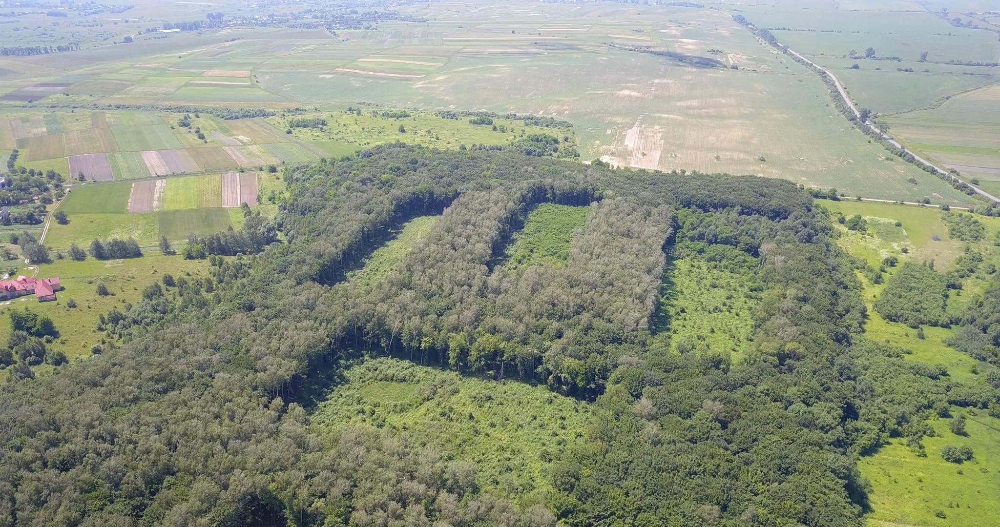 Вибирають найздоровіші дерева: на Жовківщині масово вирубують ліс (ФОТО)